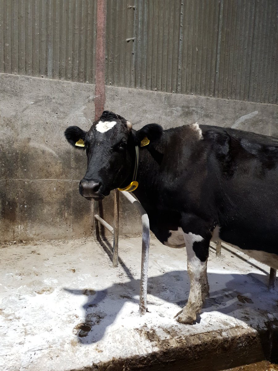 Ready to roll for 2023. <a href="/censortec/">Censortec</a> <a href="/NedapLivestock/">Nedap Livestock</a> collars on all the cows, looking forward to seeing these in action. Great service from <a href="/willwalsh80/">Willie Walsh</a> &amp; Padraig.