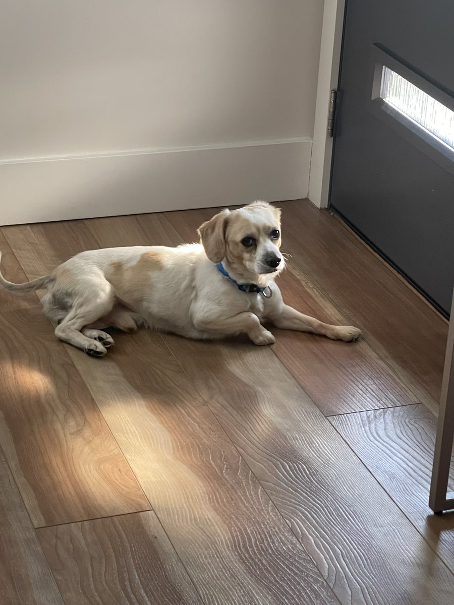 RayTx33's tweet photo. This little guy was found by throggs neck Target on Christmas Day ! Please help me find this little ones owners ! I’m not sure if he lives in throggs neck or somewhere in the Bronx or queens but i would love to bring him back to his family ! Please ! https://t.co/uNAiFrMSNw
