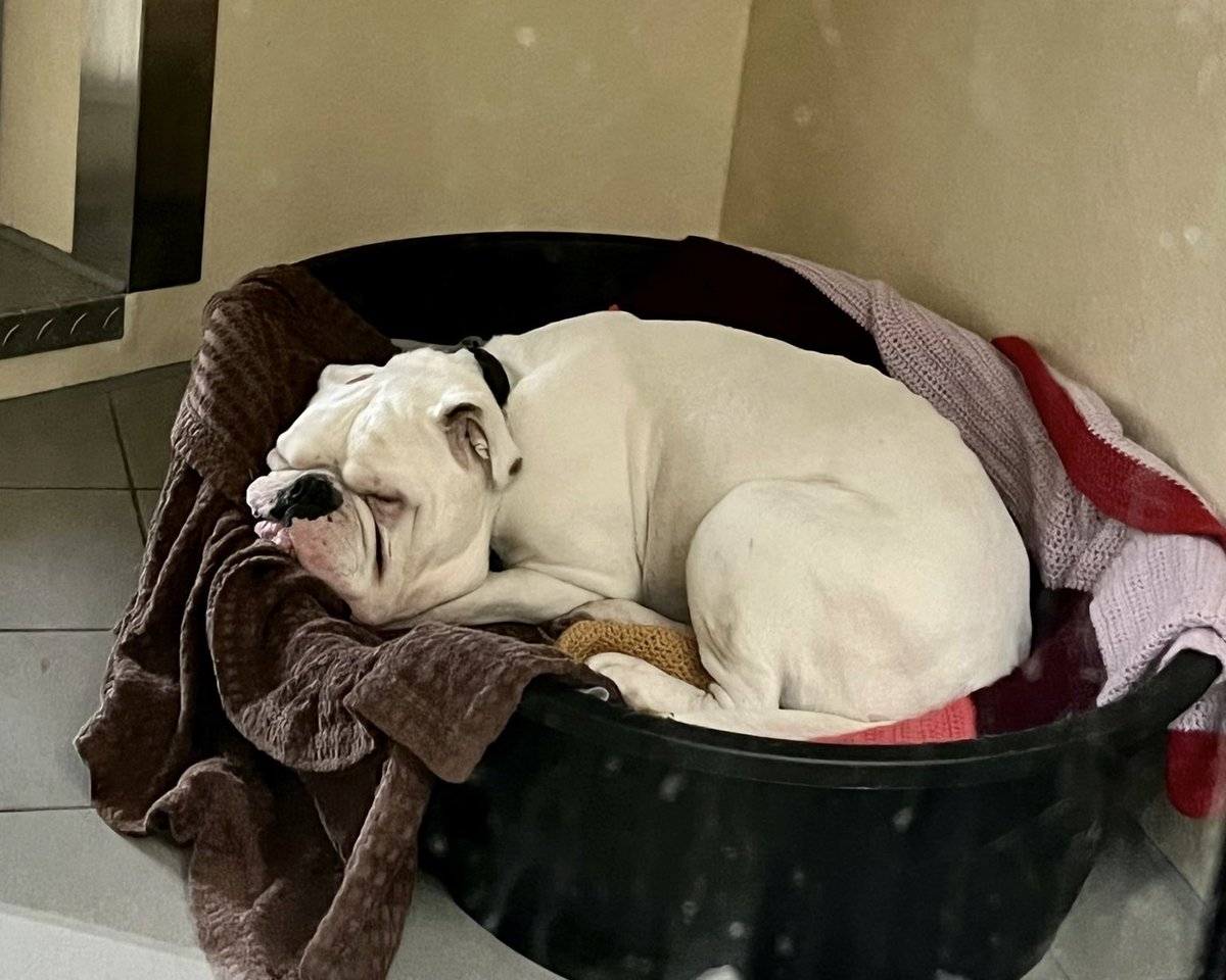 DT_Leeds's tweet image. Yeah Rosco, we feel the same!! 😴

Meet him👉 dogstrust.org.uk/rehoming/dogs/…

#postchristmasblues #postchristmas #bulldog #zzz #sleepitoff #adoptdontshop #dogsoftwitter #leeds @DogsTrust