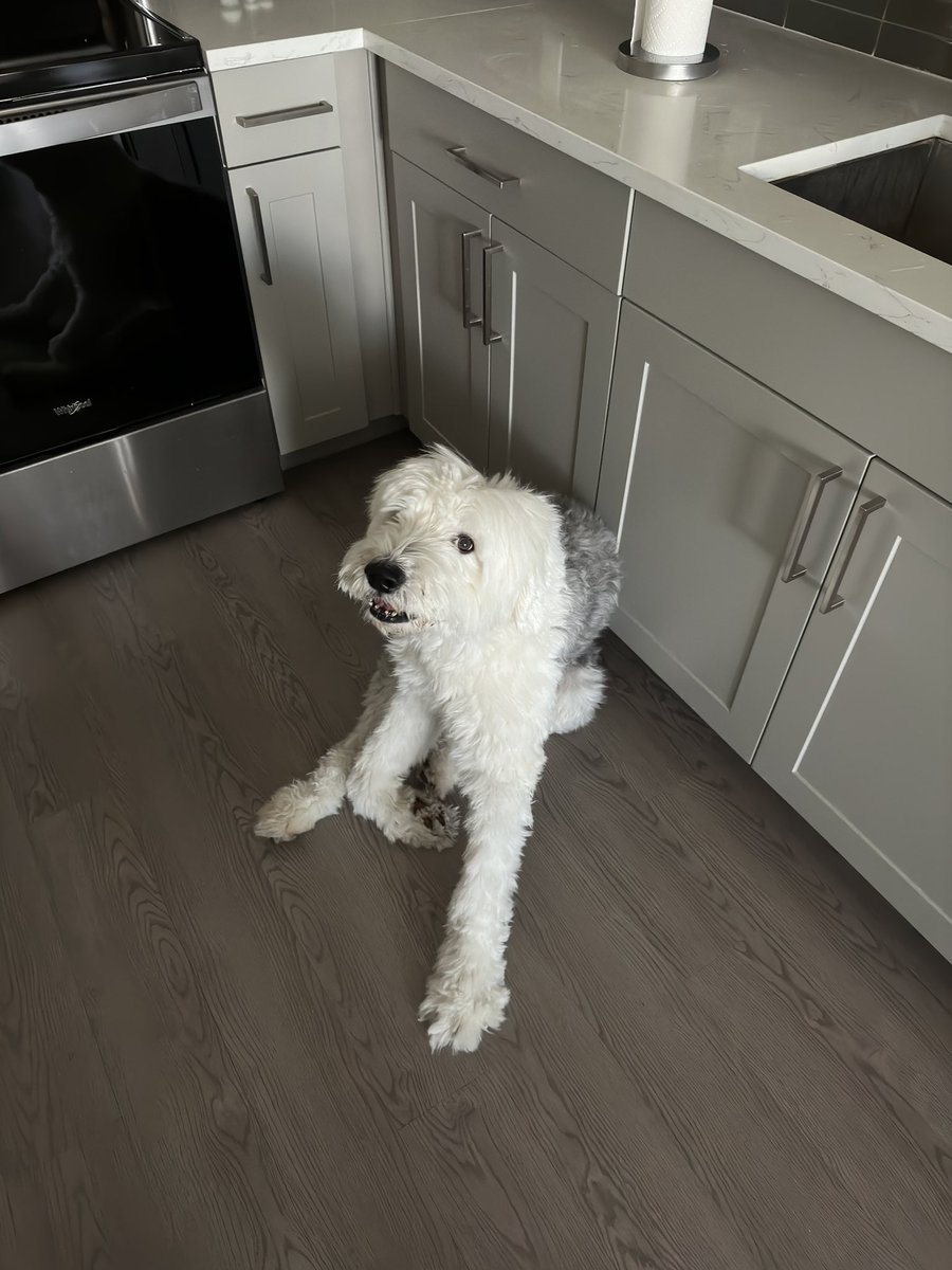 TVDanTheMan's tweet photo. @Trainwreckstv Not gonna lie I just started watching you about a month ago, and I wish more people would share good around the world like you, that’s what made me a fan. Woke up yesterday and Bentley MY BOY think he has a bulging disk and now his back legs won’t work. The vet… https://t.co/XdWCD9OqYm