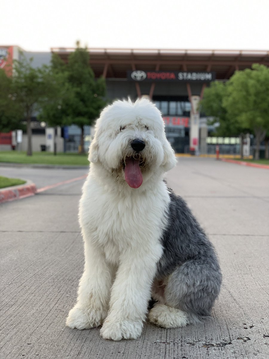 TVDanTheMan's tweet photo. @Trainwreckstv Not gonna lie I just started watching you about a month ago, and I wish more people would share good around the world like you, that’s what made me a fan. Woke up yesterday and Bentley MY BOY think he has a bulging disk and now his back legs won’t work. The vet… https://t.co/XdWCD9OqYm