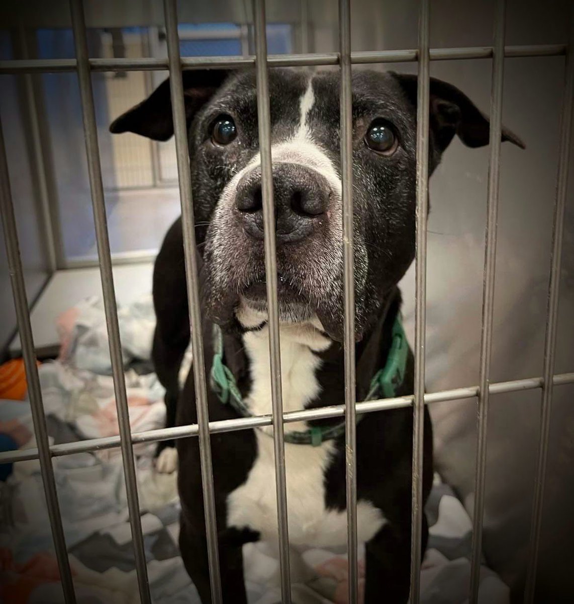 pgmp_inc's tweet photo. CHRISTMAS HAS COME AND GONE…

ALL I EVER WANTED WAS TO BE LOVED - BUT I GUESS I WILL NEVER KNOW WHAT THAT FEELS LIKE 💔

https://t.co/FAwvh7FTtG

#urgent #fospice #seniordog #forgottensoulshour #TeamZay 

Babylon Animal Shelter
80 New Highway
Amityville, New York 
(631) 643-9270 https://t.co/tXOsxcGqdR