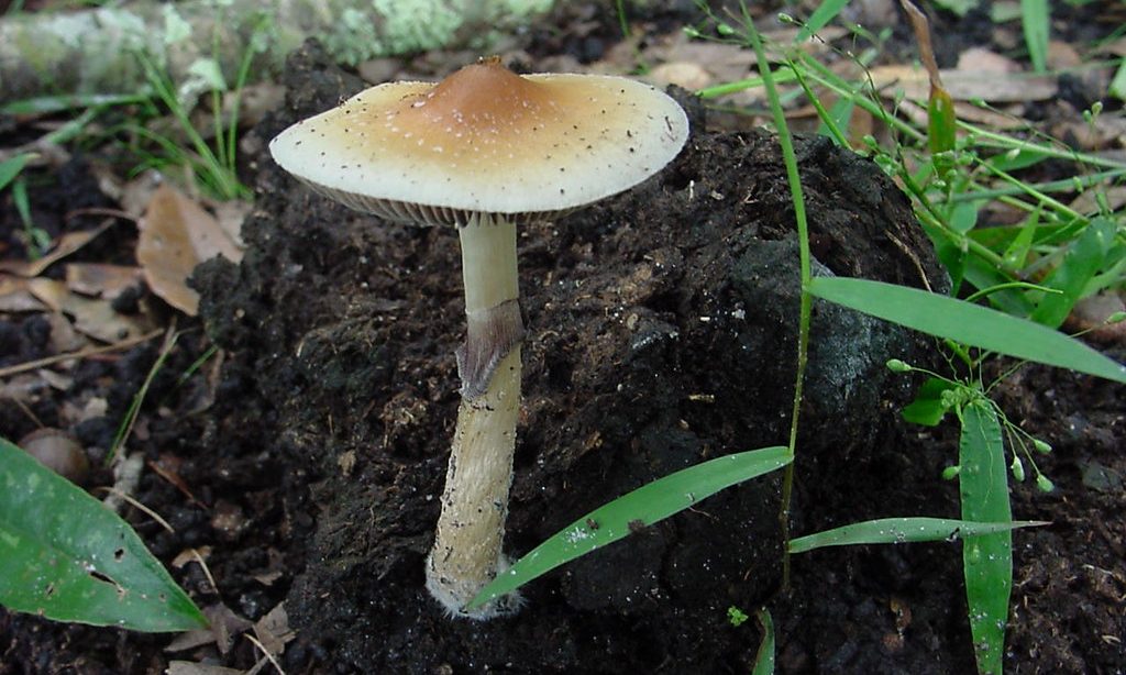 tomangell's tweet image. BOOM: With Colorado Gov. @jaredpolis's declaration, the results of the voter-approved psychedelics ballot measure have been formally certified and it's now officially legal to possess & grow personal use amounts of psilocybin, ibogaine, mescaline and DMT.
marijuanamoment.net/psychedelics-l…