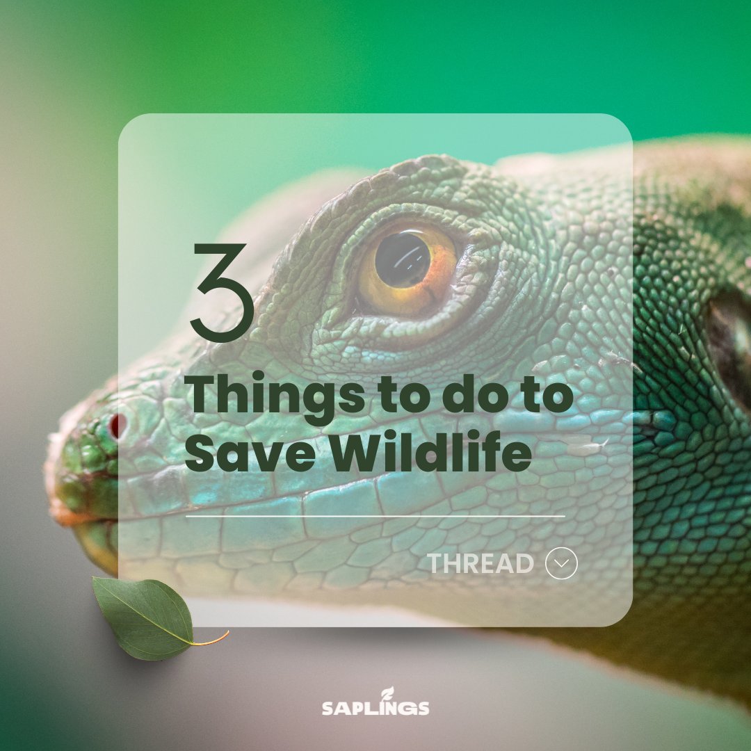 #GoGreen | 3️⃣ Things to do to Save Wildlife! 🐺

We are back with another educative content 😉
- So, here is another thread 🧵

#ReFi #NFTs #GreenChipNFT #ImpactNFT #Regens
#NFTCommunity #NFTGame #SaveThePlanet