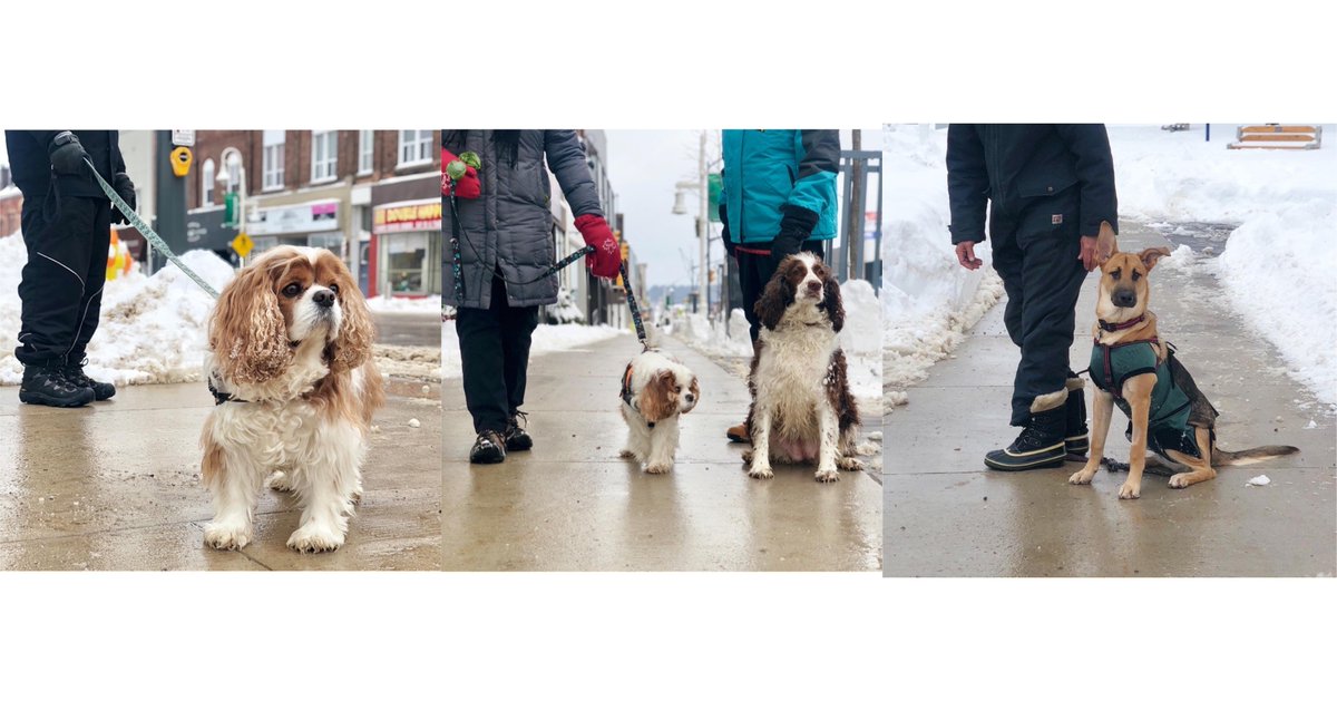 The sidewalks are clear in Downtown Midland and the pups are out for a stroll. Why not come downtown for a stroll too!

Thank you to the Town of Midland operations team and the building... more at shoplocal.ly/46Vbs