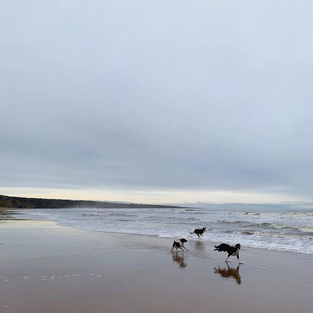 Gisforgingers's tweet photo. An awesome run through the waves with his best friends has tired our boy out 😴 🐾 #StCyrus #StCyrusBeach #Angus #SpringerSpaniel #SpringerSpanielPuppy #Spaniel #SpanielPuppy #SpringersOfInstagram #ScottishSpringers https://t.co/PEIjkYHSIn https://t.co/xK0dmS4uBW
