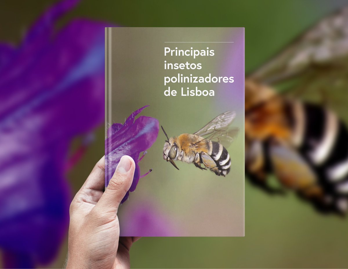 What are the main insect pollinators in #Lisbon? How can I monitor them &amp; promote their conservation?🦋🐝 Look for the answers in the 3 new booklets by cE3c, <a href="/tagispt/">Tagis</a>, @FC_UL &amp; <a href="/CamaraLisboa/">Lisboa</a>
Docs in 🇵🇹: tagis.pt/livros.html
#pollinators #urbanecology #urbanbiodiversity