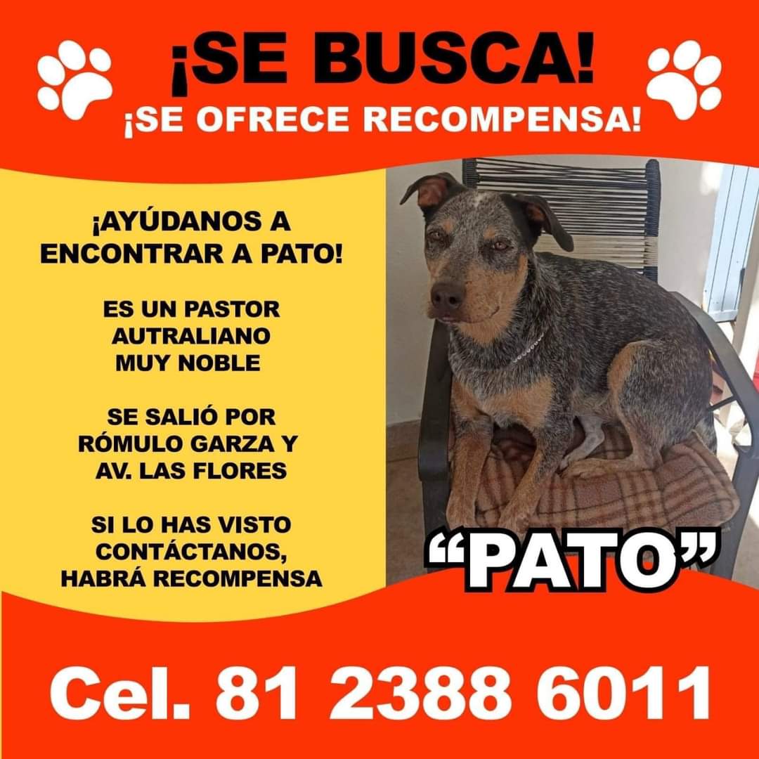 Recompensa por #Pato se salió de su casa en Rómulo Garza y Las Flores , si lo has visto contacta al 8123886011 #LoQuePasaEnSN™️