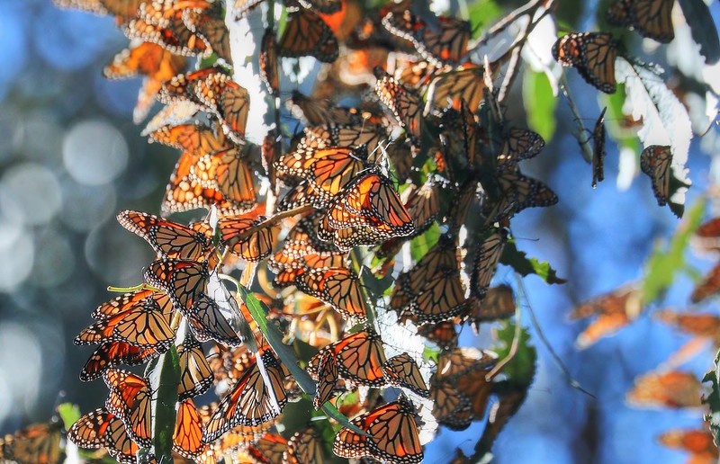 LosOsosBaywood's tweet photo. We made the news! #LosOsos is mentioned in this article on best places to see wildlife on the Central Coast --> https://t.co/hMIFWHUFEe
.
.
.
#VisitLosOsosBaywood #SLOCAL #CaliforniaRoadTrip #Highway1Dreaming #WildlyRelaxing #MonarchButterfly #MonarchTrail #LosOsos #Baywood https://t.co/Nb0qFjlrB7