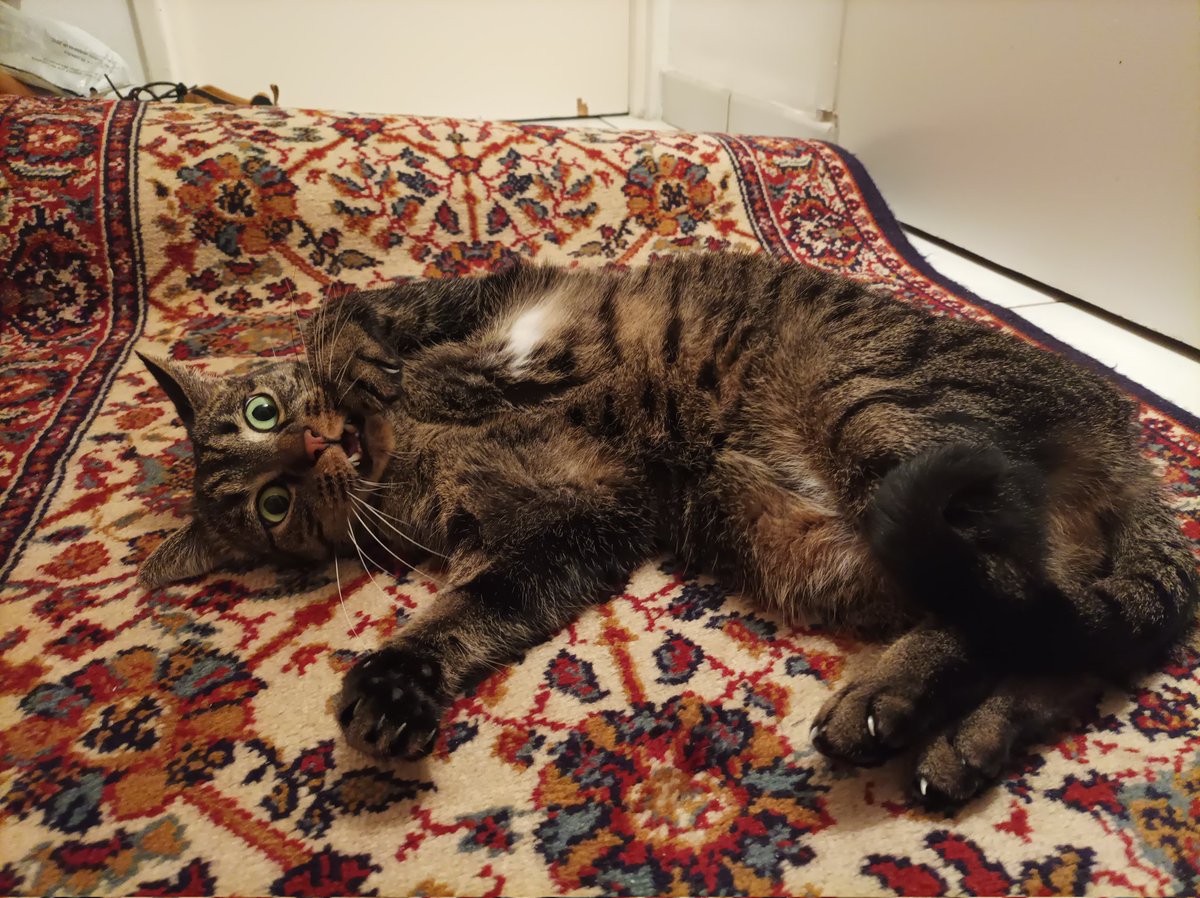 Plush_Knight7's tweet photo. "Mes parents m'avaient abandonnés pour Noël, inadmissible et je l'ai crié ! Mais iels ont enfin sortit le tapis du mariage du coffre. Personne m'avais dis que les tapis c'était si bien ! Aloy mange pas le tapis je l'aime beaucoup !" https://t.co/ZSnDXSkDk3