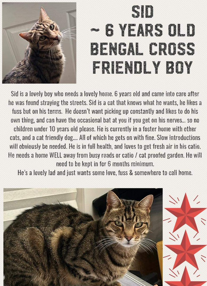 Does anyone have a Sid Shaped hole in their home 🏡 
Sid needs his forever home. He’s a wonderful lad! 
Bengal cross, so he knows what he wants in life 🤣

Please read in full and then apply at 
scrtwm.org.uk ✔️ 

(You may not see him on the website but can still apply)