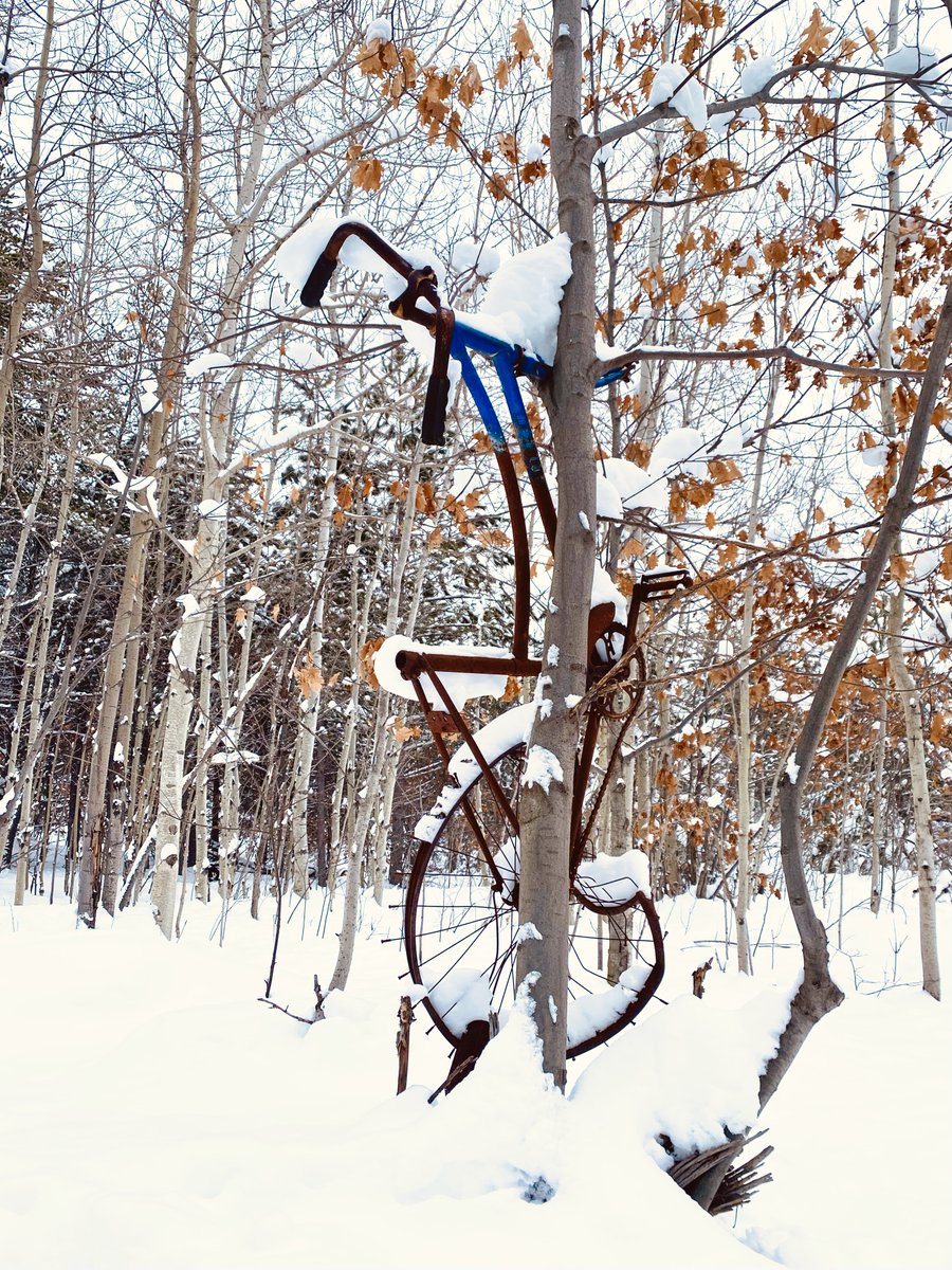marykkeown's tweet photo. What a lovely day for a walk thru the #FroodForest with @THEBREWERLOFTS, his beloved and 2 #doggos. There is something pure and absolutely joyful abt watching #puppers play and frolic thru the snow.
#GreaterSudbury #UrbanWoods #RustyBike https://t.co/Qm2w0nu8SQ