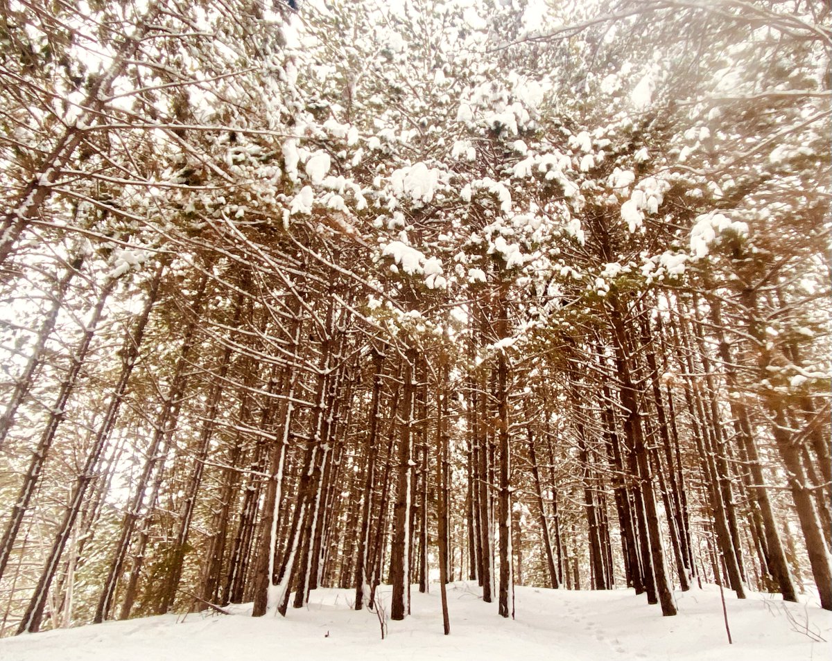 marykkeown's tweet photo. What a lovely day for a walk thru the #FroodForest with @THEBREWERLOFTS, his beloved and 2 #doggos. There is something pure and absolutely joyful abt watching #puppers play and frolic thru the snow.
#GreaterSudbury #UrbanWoods #RustyBike https://t.co/Qm2w0nu8SQ