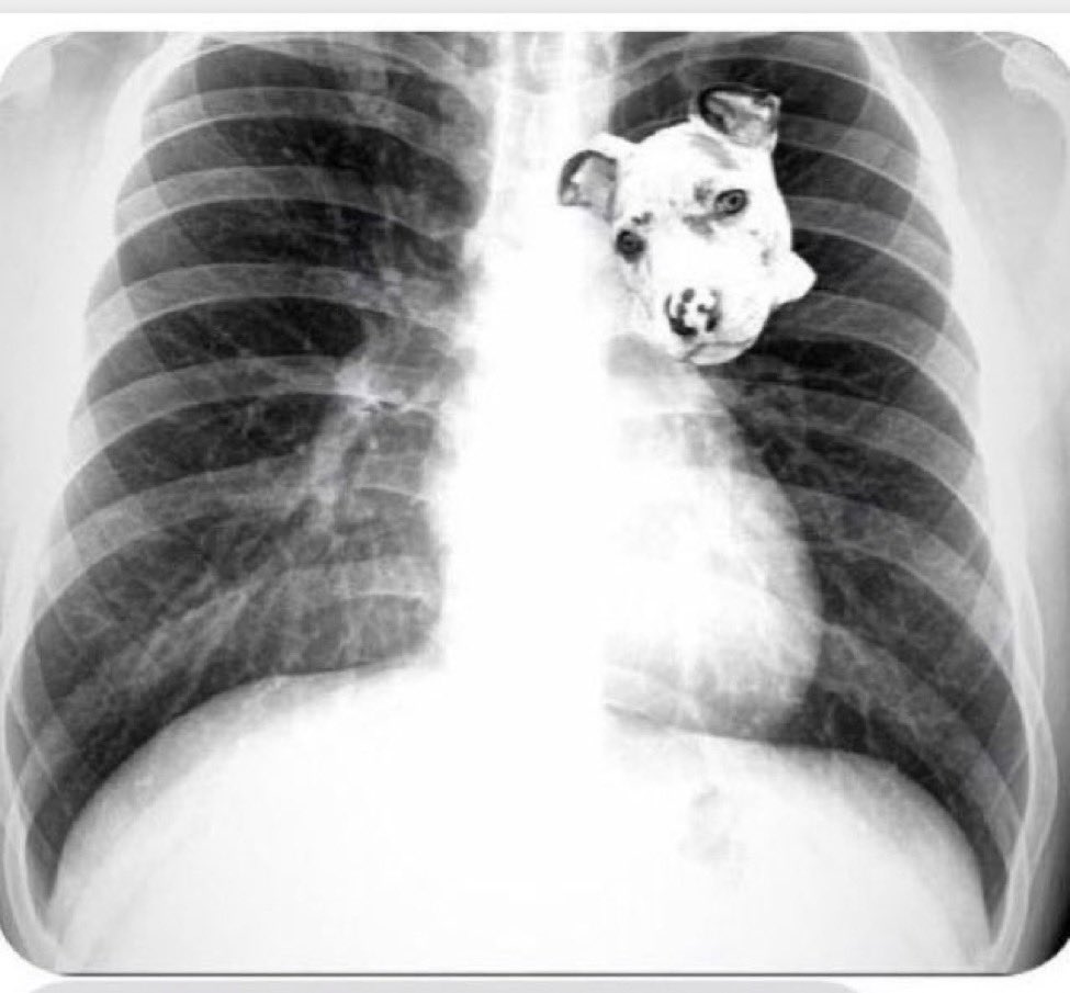 blakebray99's tweet photo. @RapSheet Big Lane’s X-rays came back positive for having that dawgg in him https://t.co/PnDAOVBDWa