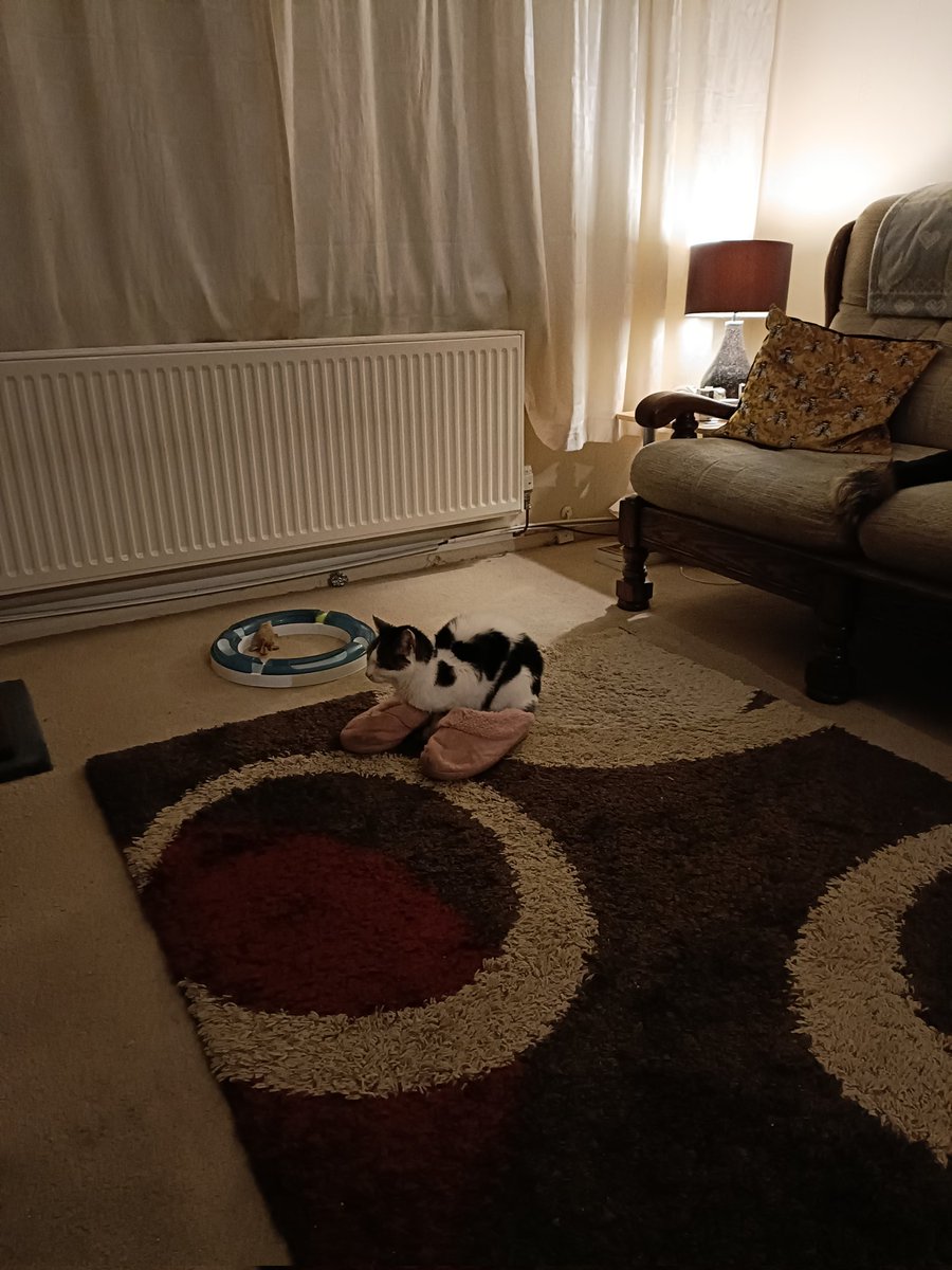 Duncanfromek's tweet photo. Our cat Bella loves her new slippers she got for Christmas https://t.co/sjgITbzjKw