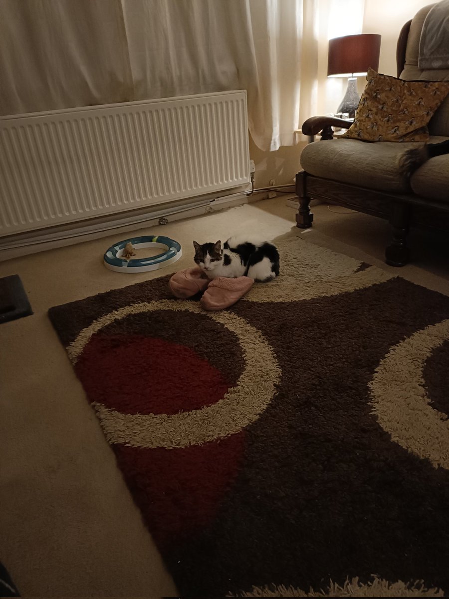 Duncanfromek's tweet photo. Our cat Bella loves her new slippers she got for Christmas https://t.co/sjgITbzjKw