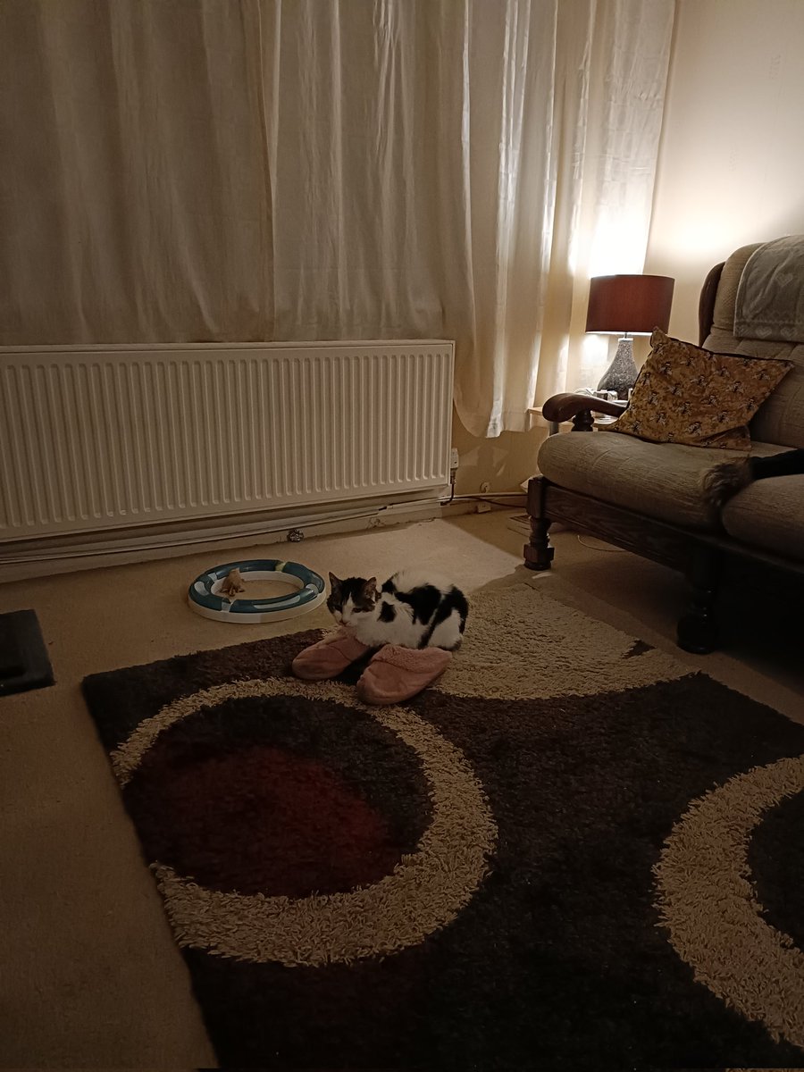 Duncanfromek's tweet photo. Our cat Bella loves her new slippers she got for Christmas https://t.co/sjgITbzjKw