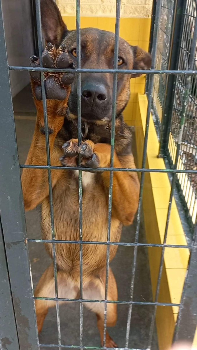 SilviaMylo's tweet photo. Misha es un cruce de pastor alemán tal vez una vez, no es muy grande pero su pena te rompe el corazón 💔 😢
Perrera de Jerez
652 22 11 78
699 73 13 30
😭 🆘 📢 📢 📢 📢 📢 📢 https://t.co/XhD8lOQFbi