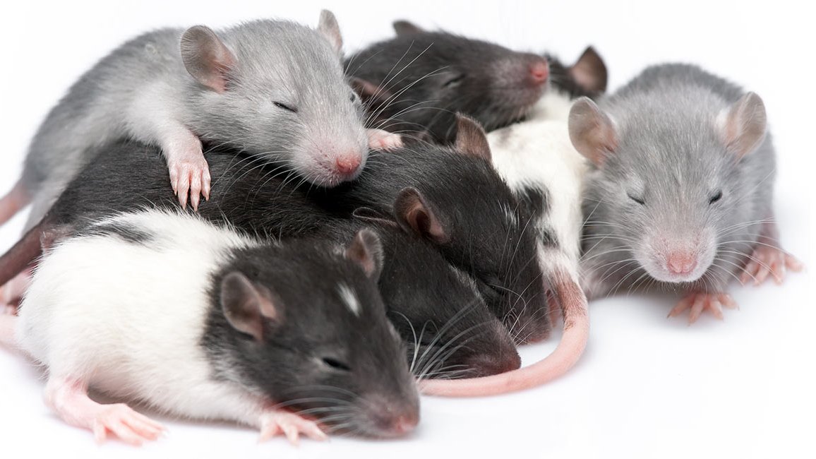 Rats fed resveratrol became 'super-pups' over 3 generations, with increasing resistance to the metabolic, cardiac & lifespan-shortening effects of a chemical that causes diabetes. Imagine a world where epigenome-altering substances are taken by parents for their kids sake