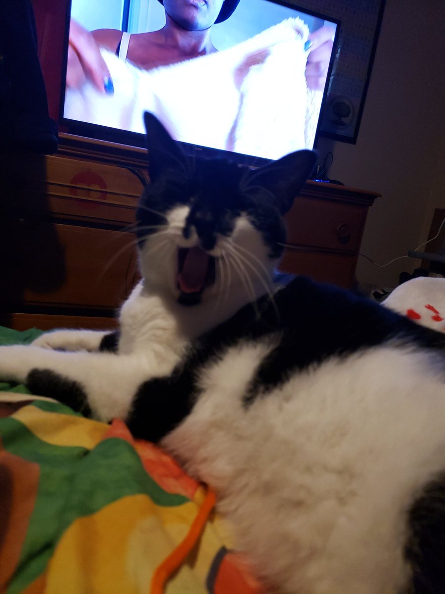 Eternal__Hugs's tweet photo. Grandmama's videos are boring, I think I'll take a nap.

#cats #CatsLover #CatsofTwittter #sleepycat https://t.co/1VM1nSgdeu