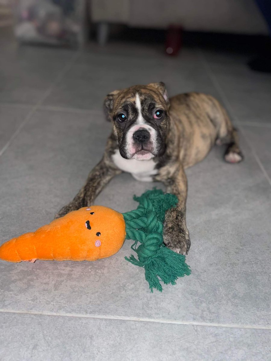 FuL7oN21's tweet photo. Welcome #Broxi to your new home. Let's get a win tonight for @RangersFC !! BROXI BOY WILL BE WATCHING ❤️
#WEDORECOVER #SOBRIETY https://t.co/gGY8TUKMtl