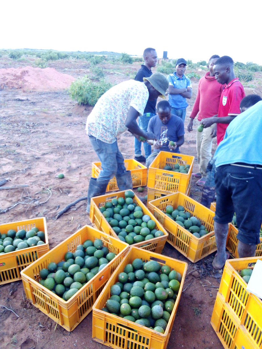 i-m-living-blessed-on-twitter-good-harvest-hechejohn-avocado-farm