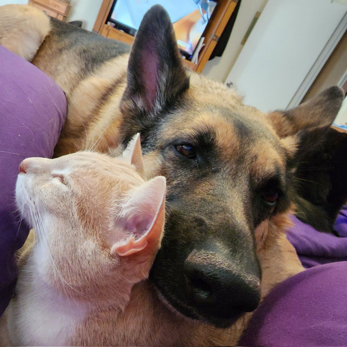 DedeDunlap62's tweet photo. @thekittenwinksy Evidently Jelly Bean, the cat, makes a pretty good pillow for Sadie the German Sheppard. https://t.co/8vpXpcvg3P