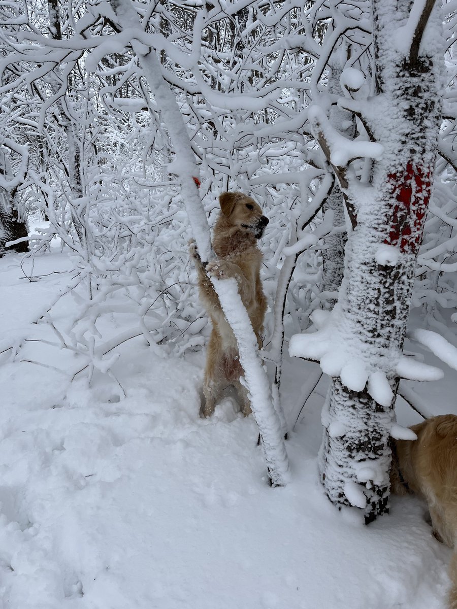 2 reasons for posting this. Sophie is a cute pretend-bear. But mostly because i don't understand the physics behind how so much snow can cling to thin branches without falling off