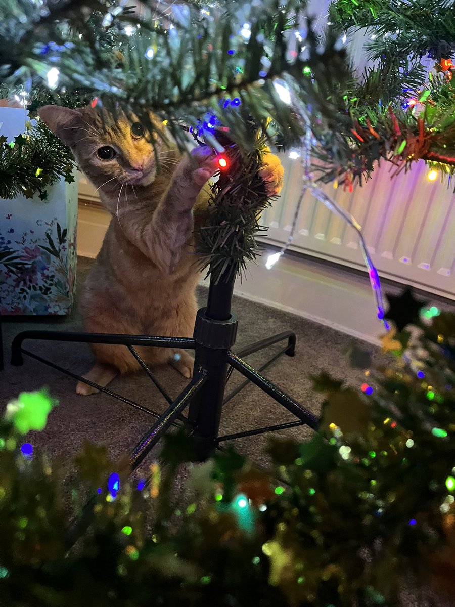 The fairy lights are irresistible #CatsofTwittter #CatsAtChristmas