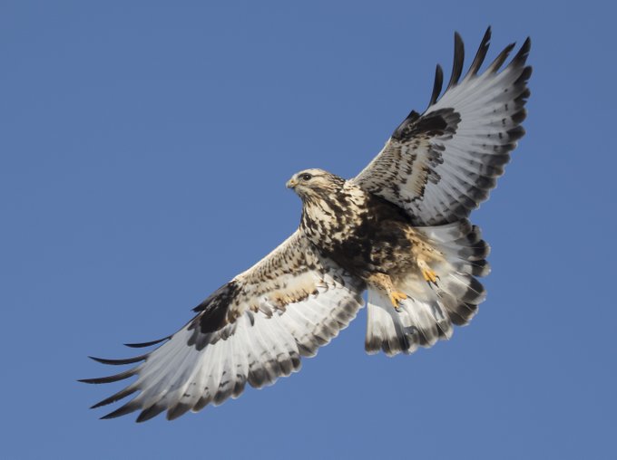 Rough-legged Hawk nest