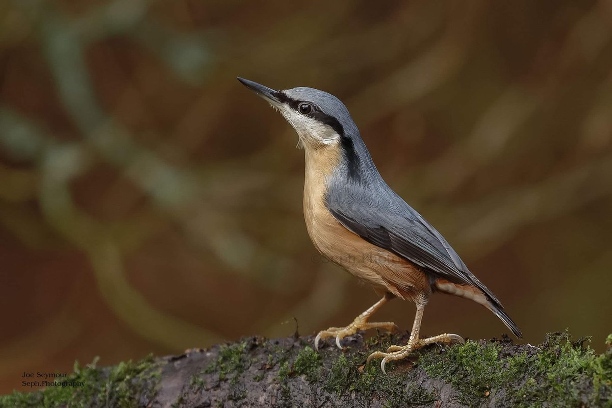 An inquisitive Nuthatch in search for a bit of food taken recently.

#Wildlife #wildlifephotography #Nature #naturephotography #worldwildlifehub #naturelovers #bestwildlife #nuthatch #TwitterNatureCommunity #TwitterNaturePhotography