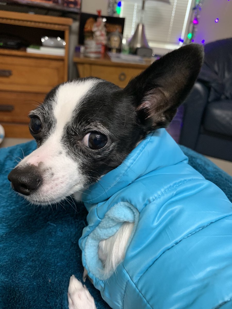 Puppymom91's tweet photo. I, Princess Di-Di am modeling my new coat I got from Santa Paws. I’m going to wear it to West Edmonton Mall today. I love it there and make lots of new friends! 💖🐕🐾👑🎀🌹❄️💙😍 #PrincessDiDi #TripawdRescueChihuahua #DogsOfTwitter #SantaPawsWasSoGoodToMe https://t.co/2gRWwSlT1Q