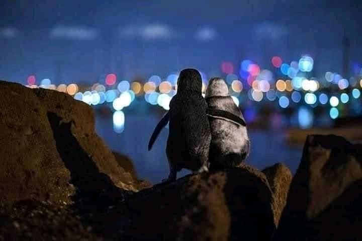 edwereddie's tweet photo. The lighter penguin is an elderly female whose partner died this year.The darker 1 is a younger male who lost his partner 2yrs ago.Biologists have followed them as they meet every night to comfort each other. They stand for hours together watching the lights. 
Antropomorphizing? https://t.co/ylR9nfDItz
