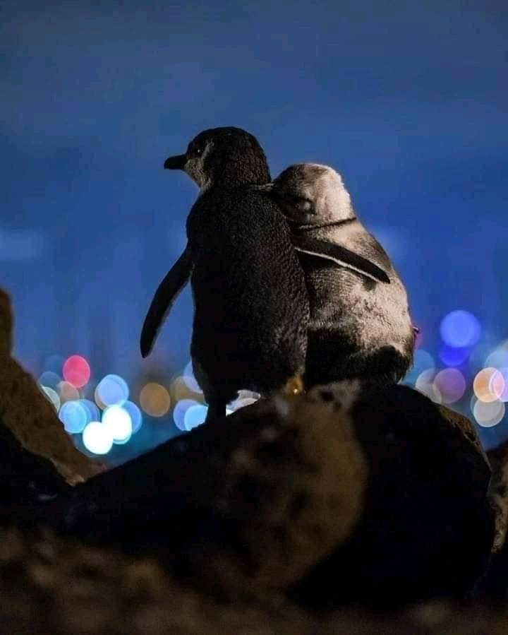 edwereddie's tweet photo. The lighter penguin is an elderly female whose partner died this year.The darker 1 is a younger male who lost his partner 2yrs ago.Biologists have followed them as they meet every night to comfort each other. They stand for hours together watching the lights. 
Antropomorphizing? https://t.co/ylR9nfDItz