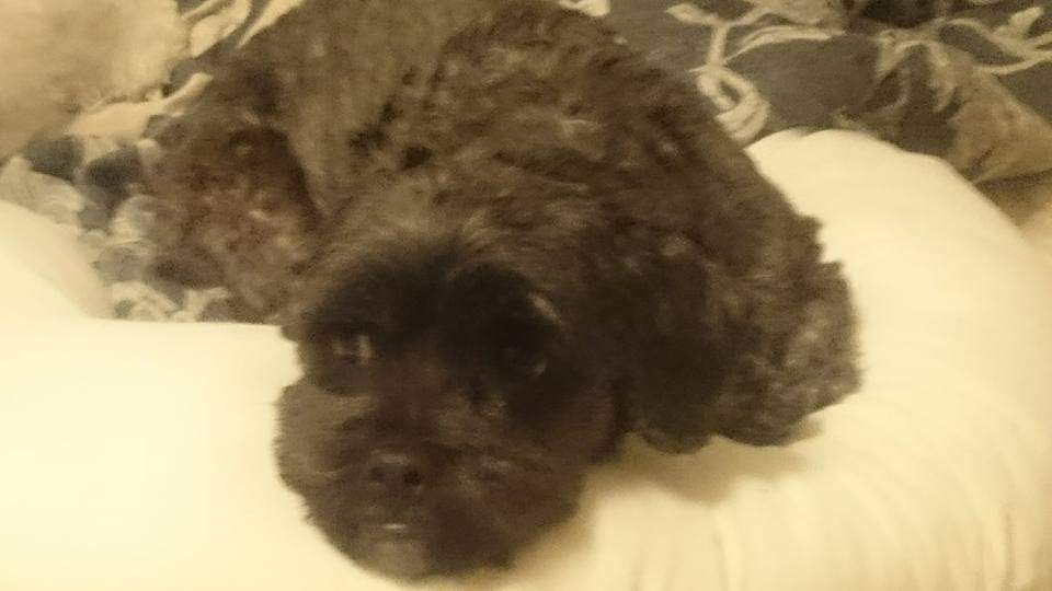 JoWaterhouse's tweet photo. @jannarden My lovely rescue Louis! ❤️ 11 years old now. https://t.co/B4oyYdNgUK