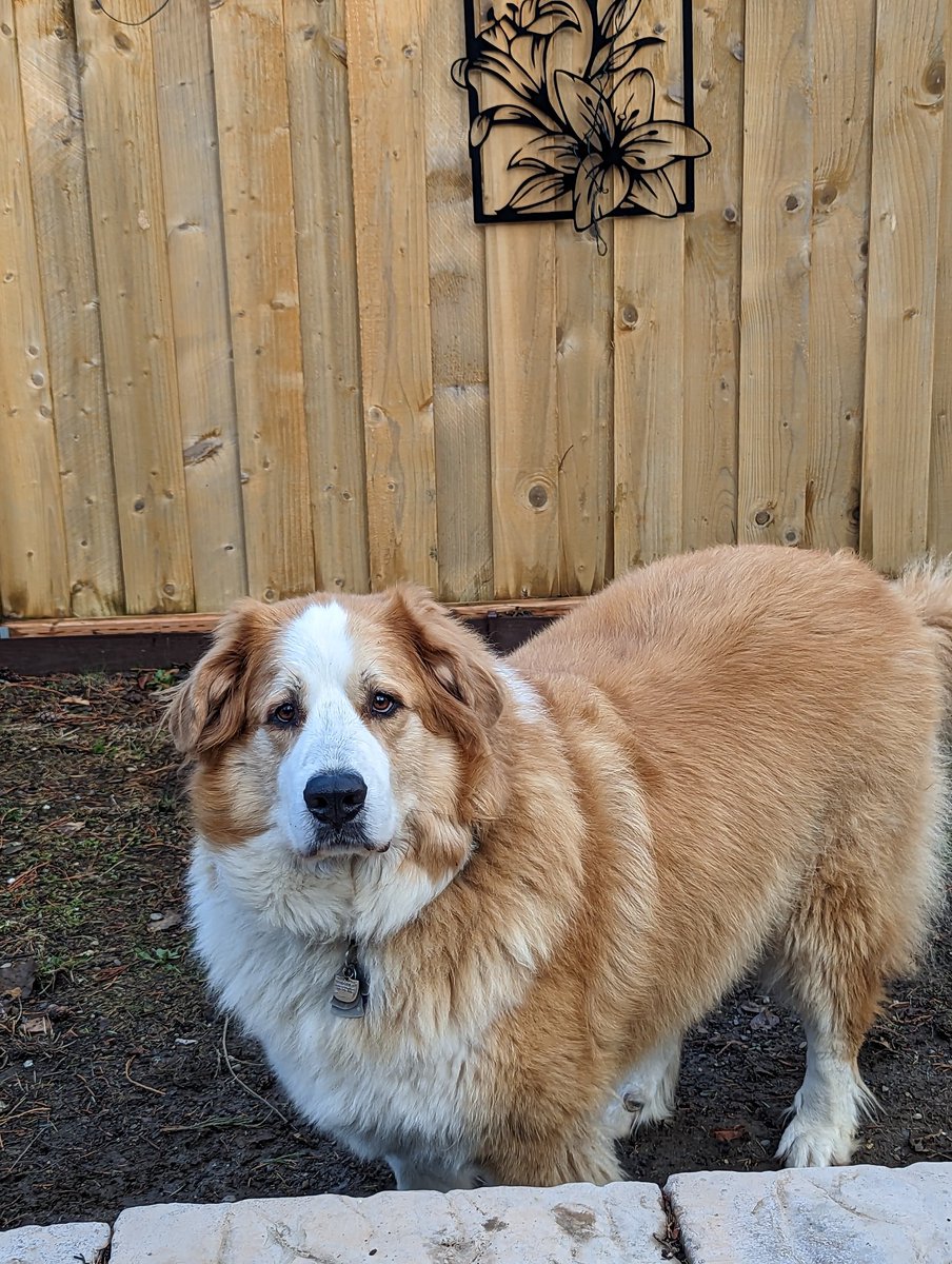 My girl ❤️ #dogs #dogsoftwitter #dogsarefamily  #giantbreed #greatbernese