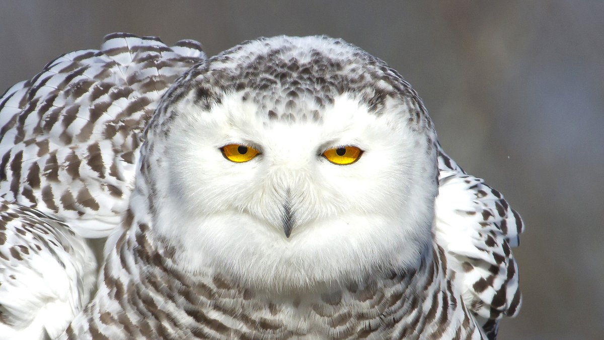 BryanPfeiffer's tweet photo. As a new writer on Substack, I'm finding meaning and substance among a community of readers and writers. My newsletter, Chasing Nature, features wildlife, wild places and the human condition:

https://t.co/8KfYHJ5EVp

#birding #birdwatching #nature #ecology #environment #substack https://t.co/R2D9VOTzqj