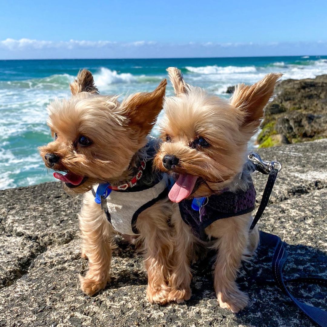 LisaLiu00121's tweet photo. So Cute 🐶🐶
#cutedogs #cuteyorkie #yorkiestyle https://t.co/0M35RTotWH