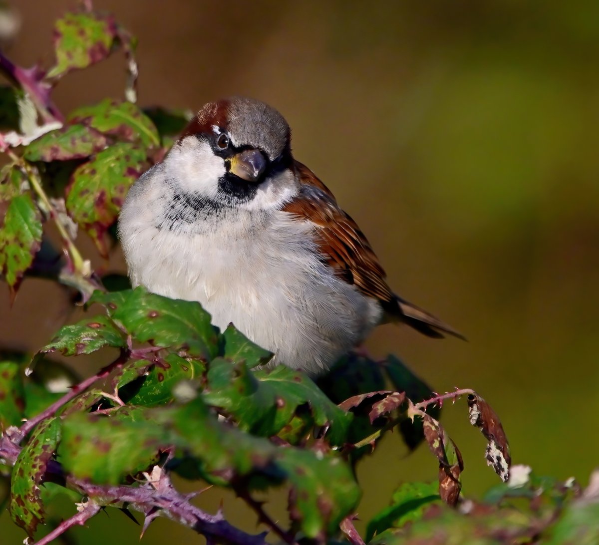 A House Sparrow in the winter sun. 🥰🐦