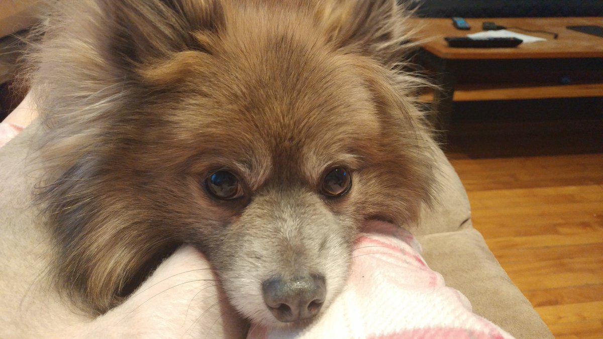 JoWaterhouse's tweet photo. @jannarden Napoleon, another rescue. Passed away 3 years ago. ❤️ https://t.co/DJmuD2cWRq