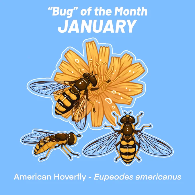 January's Bug of the Month features the American Hoverfly! Sign up for my Bug of the Month Club at the Scarab or Stag tier before Jan. 1st to receive these three vinyl stickers!  