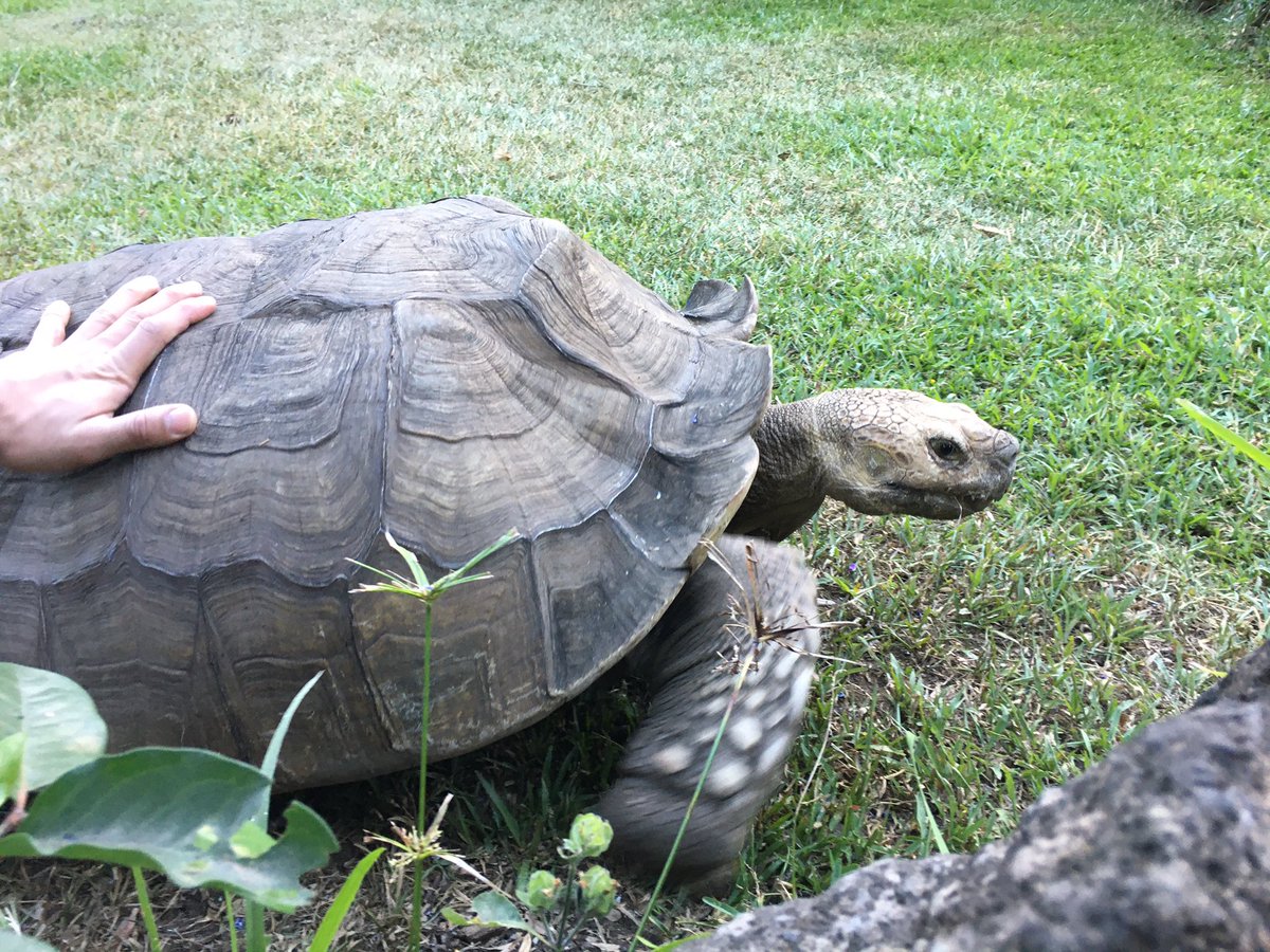 MichieHG's tweet photo. Tortuguita de #furesa π https://t.co/dIxKHYUOrx