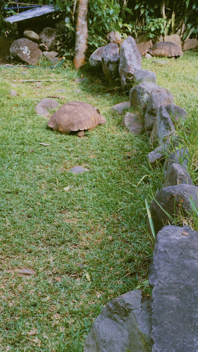 MichieHG's tweet photo. Tortuguita de #furesa π https://t.co/dIxKHYUOrx