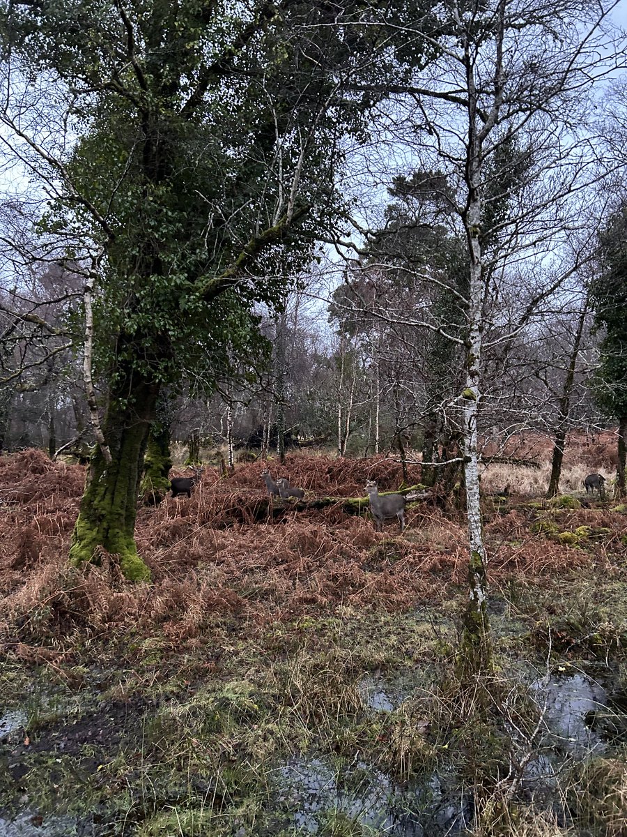 SamHaward's tweet photo. Evening deer walk. There are lots there! But so well camouflaged. https://t.co/GIykBXHCRG