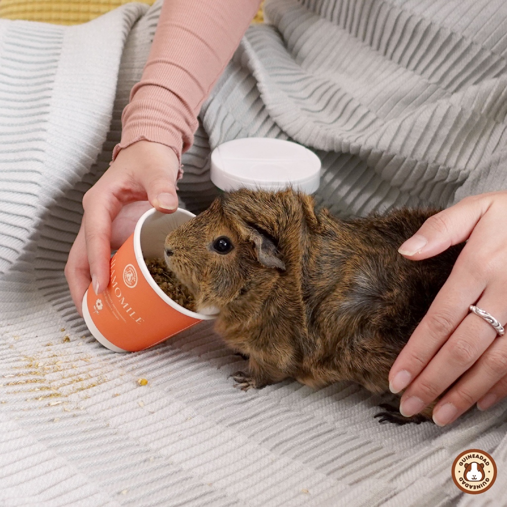 GuineaDad's tweet photo. Ru really enjoys her treat and cuddling time 🧡 #abouttorun #guineadadtreat #isthehostage ⁠
⁠
🌼 Ru's favorite tea is GuineaDad Chamomile treat!
https://t.co/wPAesQ1Iys https://t.co/uAt9EQgUOP