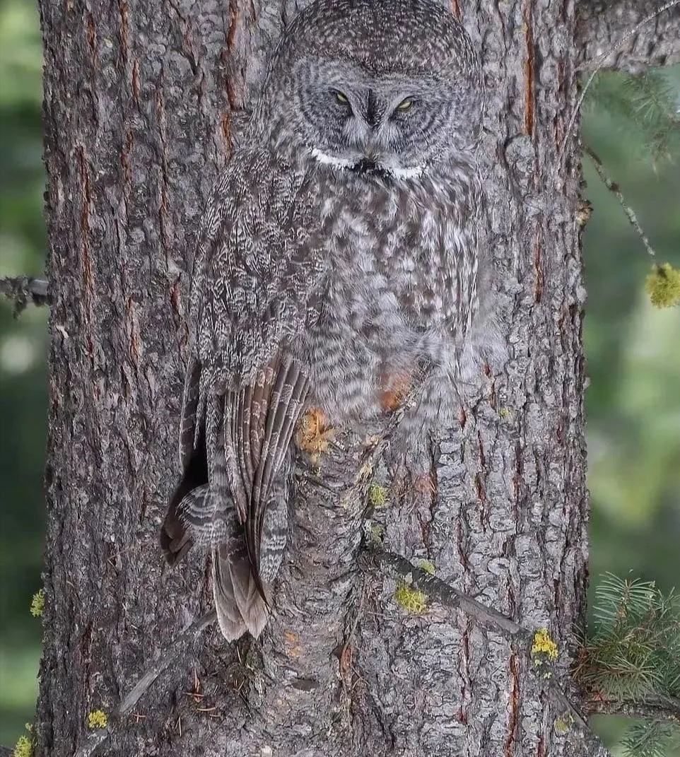 Great grey owl 😮

#birds #wildlifephotography #wildlife #naturelovers #nature #NaturePhotography #blackbird #underwaterphotography #birding #birdwatching