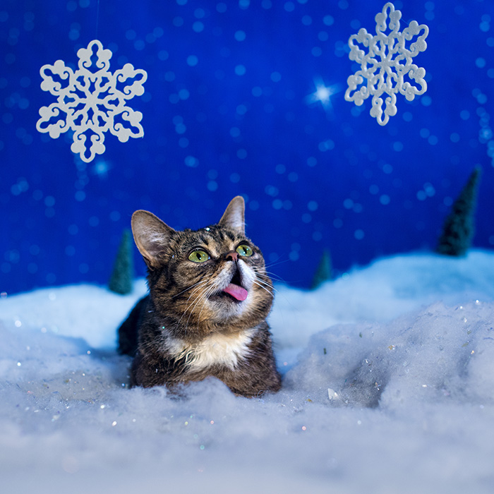 BUB STORE Clearance and LOTS of great BUB photos 😍 - mailchi.mp/lilbub/bub-sto…