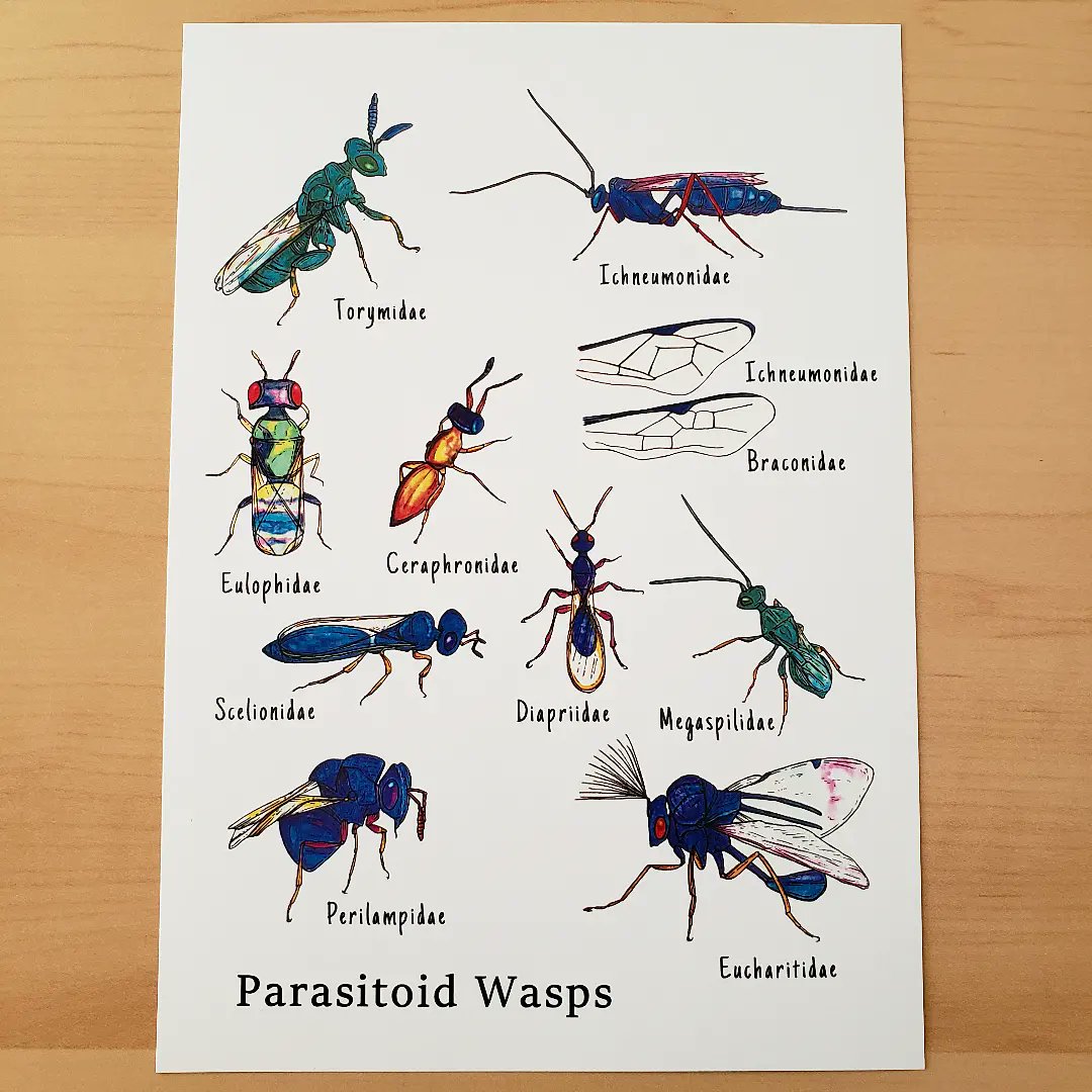 One of my goals this year was to make my parasitoid wasp spread into a print and I got it done just in time! 😂 

Now available in my shop: ko-fi.com/s/616ca16000

#InvertFest #art