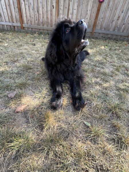 dogsbuzzcom's tweet image. How to Teach Your Dog to Play Dead via bit.ly/3vnPqbg