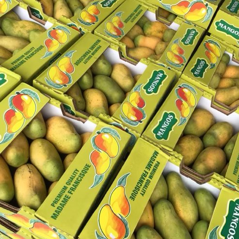 KimTunnicliffe1's tweet photo. Kervin Edouard &amp; his 3 brothers are carrying out their late dad’s legacy by continuing his mango shipping business. They ship fresh mangoes from #Haiti to the U.S.. Kervin rents warehouse space in #Brockton to store the 🥭 mangoes &amp; ship them all over. #MangoManSwerv https://t.co/9UKewGEmxa
